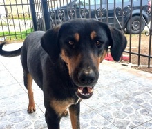MAURI, Hund, Griechische Bracke in Griechenland - Bild 9