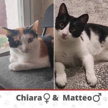 CHIARA, Katze, Europäisch Kurzhaar in Bulgarien - Bild 1