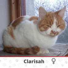 CLARISSA, Katze, Europäisch Kurzhaar in Bulgarien - Bild 3