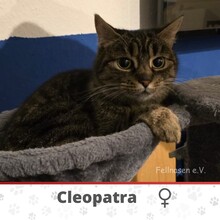 CLEOPATRA, Katze, Europäisch Kurzhaar in Erkrath - Bild 1