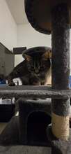 CLEOPATRA, Katze, Europäisch Kurzhaar in Erkrath - Bild 2