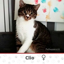 CLIO, Katze, Europäisch Kurzhaar in Eschweiler - Bild 1