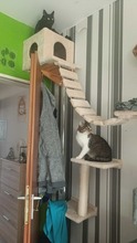 CLIO, Katze, Europäisch Kurzhaar in Eschweiler - Bild 2