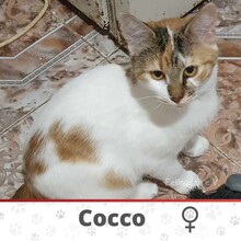 COCCO, Katze, Europäisch Kurzhaar in Bulgarien - Bild 1