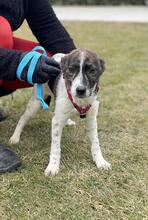 PÜPPIE, Hund, Mischlingshund in Rumänien - Bild 1