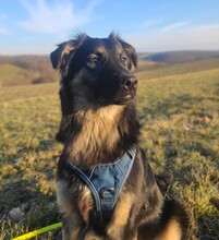 SUSI, Hund, Mischlingshund in Mansfeld - Bild 2