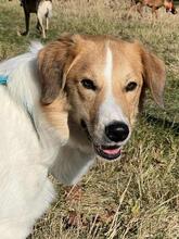 MOMO, Hund, Mischlingshund in München