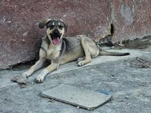 ZIGGY, Hund, Mischlingshund in Rumänien - Bild 6