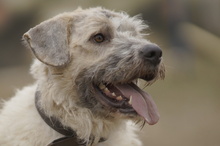 DAISY, Hund, Mischlingshund in Rumänien - Bild 2