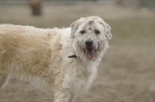 DAISY, Hund, Mischlingshund in Rumänien - Bild 4