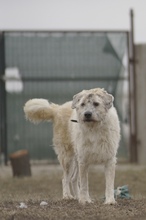 DAISY, Hund, Mischlingshund in Rumänien - Bild 7