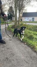 FELINE, Hund, Mischlingshund in Rödinghausen - Bild 5