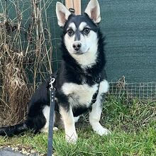 CASSI, Hund, Mischlingshund in Illertissen - Bild 1