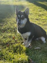 CASSI, Hund, Mischlingshund in Illertissen - Bild 3