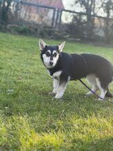 CASSI, Hund, Mischlingshund in Illertissen - Bild 4