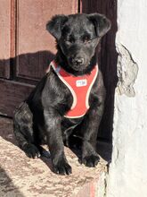 ILSE, Hund, Kroatischer Schäferhund Mix in Kroatien - Bild 5