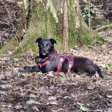 ELA, Hund, Mischlingshund in Hannover - Bild 2