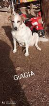 GIAGIA, Hund, Mischlingshund in Griechenland - Bild 9