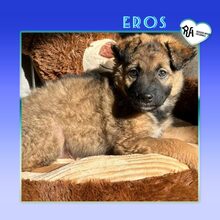 EROS, Hund, Mischlingshund in Bulgarien - Bild 1