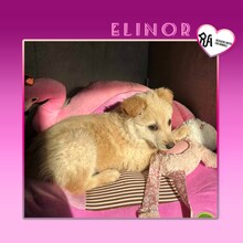 ELINOR, Hund, Mischlingshund in Bulgarien - Bild 1