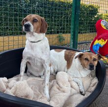 HEKTOR, Hund, Mischlingshund in Spanien - Bild 1