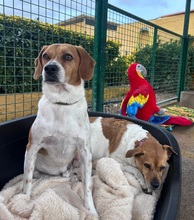 HEKTOR, Hund, Mischlingshund in Spanien - Bild 2