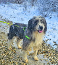 LEONHARD, Hund, Mischlingshund in Rumänien - Bild 2