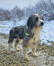 LEONHARD, Hund, Mischlingshund in Rumänien - Bild 3