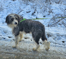 LEONHARD, Hund, Mischlingshund in Rumänien - Bild 4