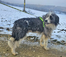 LEONHARD, Hund, Mischlingshund in Rumänien - Bild 6