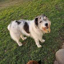 TOBI, Hund, Mischlingshund in Freiburg - Bild 2