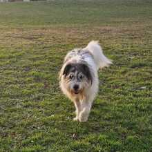 TOBI, Hund, Mischlingshund in Freiburg - Bild 6