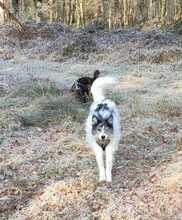 TOBI, Hund, Mischlingshund in Freiburg - Bild 9