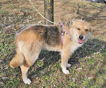 WILMA, Hund, Mischlingshund in Rumänien - Bild 3