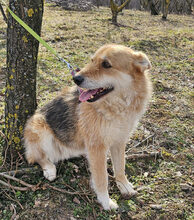 WILMA, Hund, Mischlingshund in Rumänien - Bild 6