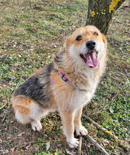 WILMA, Hund, Mischlingshund in Kranenburg - Bild 1