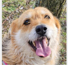 WILMA, Hund, Mischlingshund in Kranenburg - Bild 2