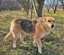 WILMA, Hund, Mischlingshund in Kranenburg - Bild 4