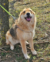 WILMA, Hund, Mischlingshund in Kranenburg - Bild 5