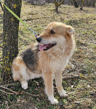 WILMA, Hund, Mischlingshund in Kranenburg - Bild 6