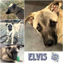 ELVIS, Hund, Mischlingshund in Heusweiler - Bild 1