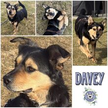 DAVEY, Hund, Mischlingshund in Gundelsheim - Bild 1