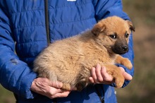 ANYEGIN, Hund, Mischlingshund in Ungarn - Bild 1