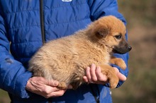 ANYEGIN, Hund, Mischlingshund in Ungarn - Bild 10