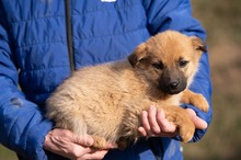 ANYEGIN, Hund, Mischlingshund in Ungarn - Bild 2