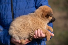 ANYEGIN, Hund, Mischlingshund in Ungarn - Bild 3