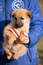 ANYEGIN, Hund, Mischlingshund in Ungarn - Bild 4