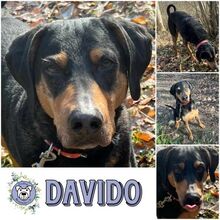 DAVIDO, Hund, Mischlingshund in Ribnitz-Damgarten - Bild 1