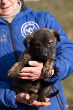 AZAHRIAH, Hund, Mischlingshund in Ungarn - Bild 1