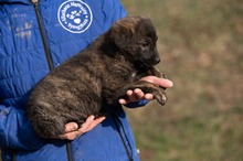 AZAHRIAH, Hund, Mischlingshund in Ungarn - Bild 2